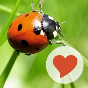 Купить дешево 600 Pics (Mobile) Купить ключ дешево 600 Pics (Mobile)