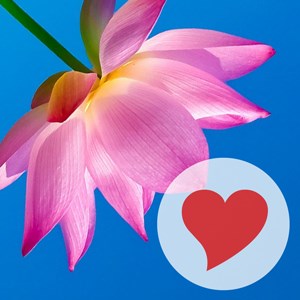 Купить ключ дешево 660 Words (Mobile)