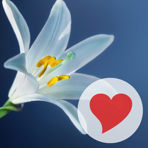 Купить ключ дешево 570 Pics (Mobile)