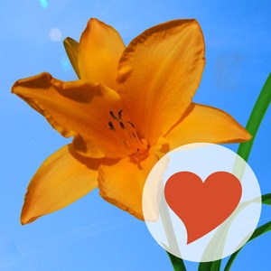 Купить ключ дешево 640 Photos (Mobile)