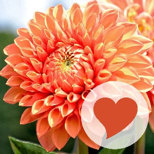 Купить ключ дешево 660 Photos (Mobile)